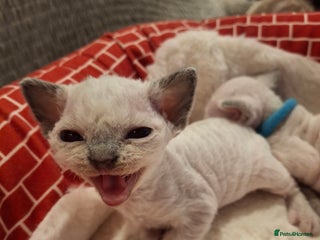 Devon Rex cats 🌸 Wonderful Devon Rex Kittens FIFE registered 🌸 - Advert 9