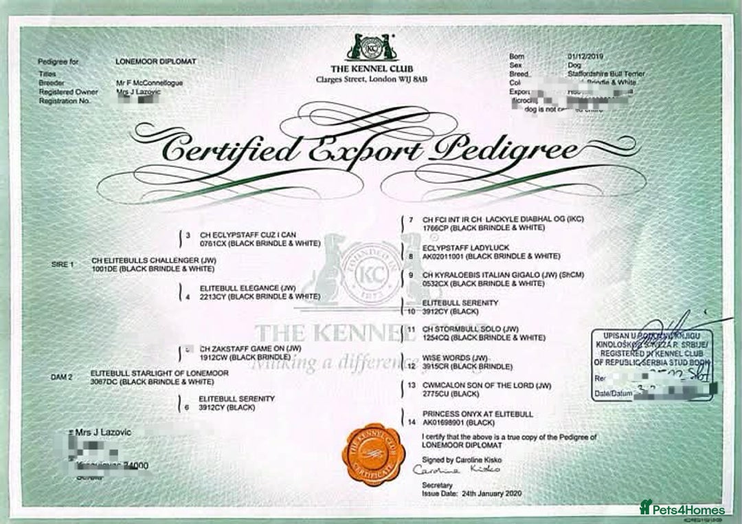 Staffordshire Bull Terrier dogs for sale: FCI - SBT litter - Advert 6