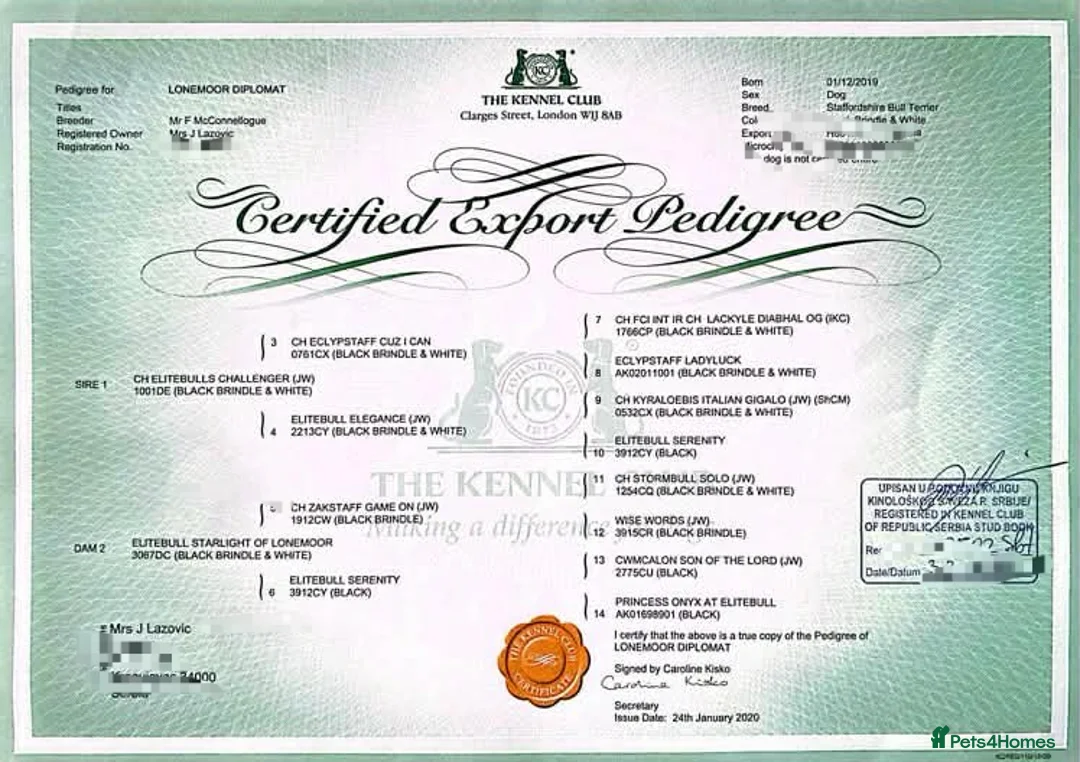 Staffordshire Bull Terrier dogs for sale: FCI - SBT litter - Advert 6