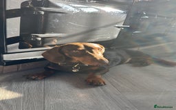 Miniature Dachshund dogs for stud: Standard Dachshund Male Stud - Image 5