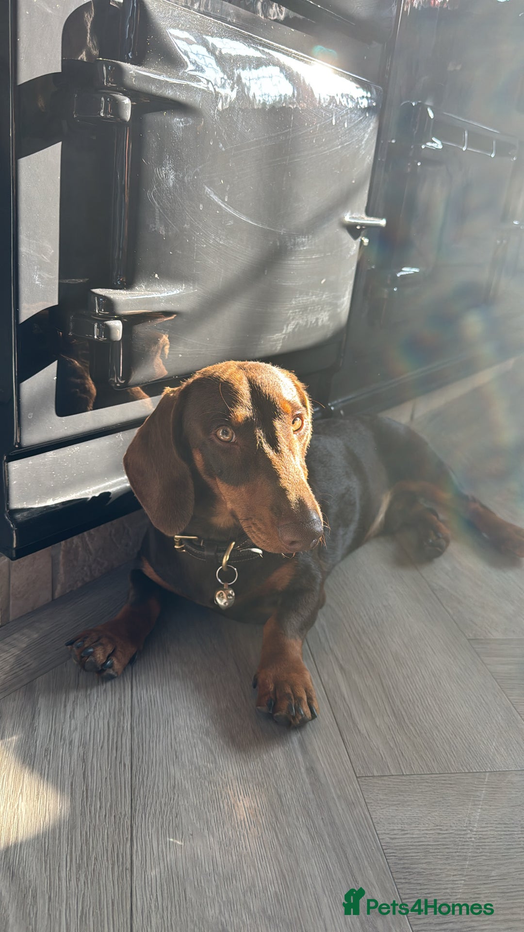 Miniature Dachshund dogs for stud: Standard Dachshund Male Stud - Image 5