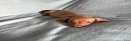 Miniature Dachshund dogs for sale: READY TO LEAVE!!! - Advert 13