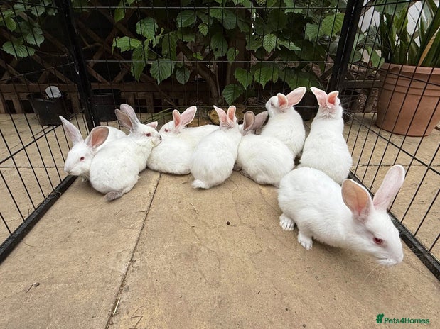 Pet Rabbit Uk Rabbits for sale in England | Pets4Homes