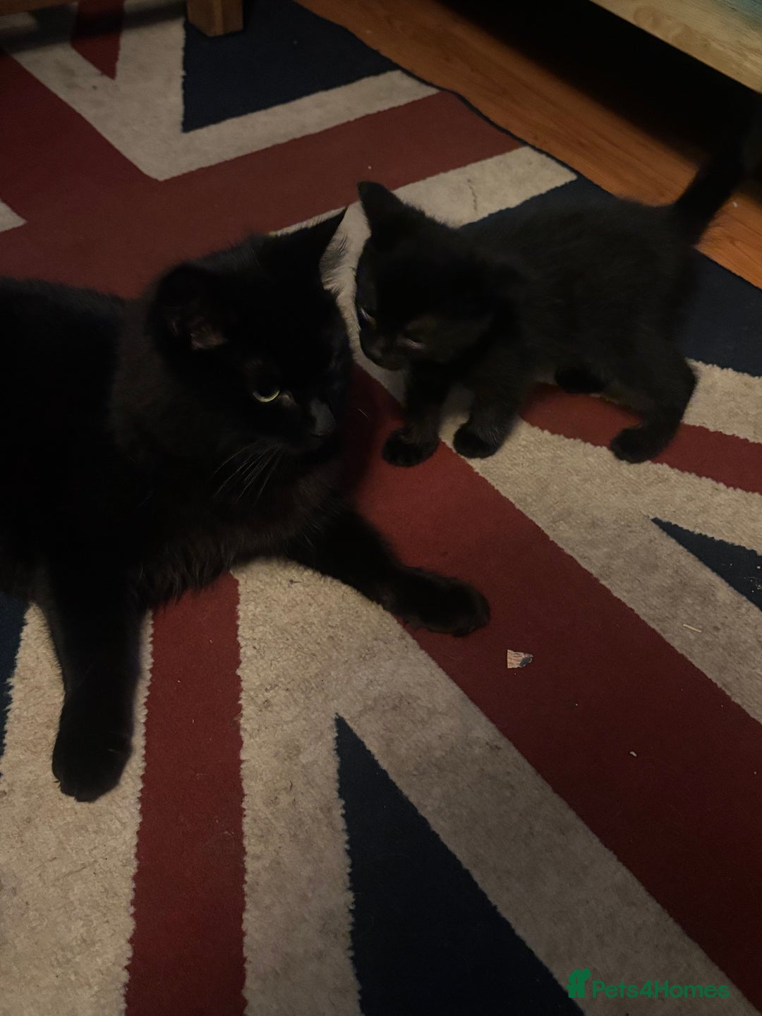 Mixed Breed cats for sale: 4 playful fluffy long haired black kittens  - Image 5