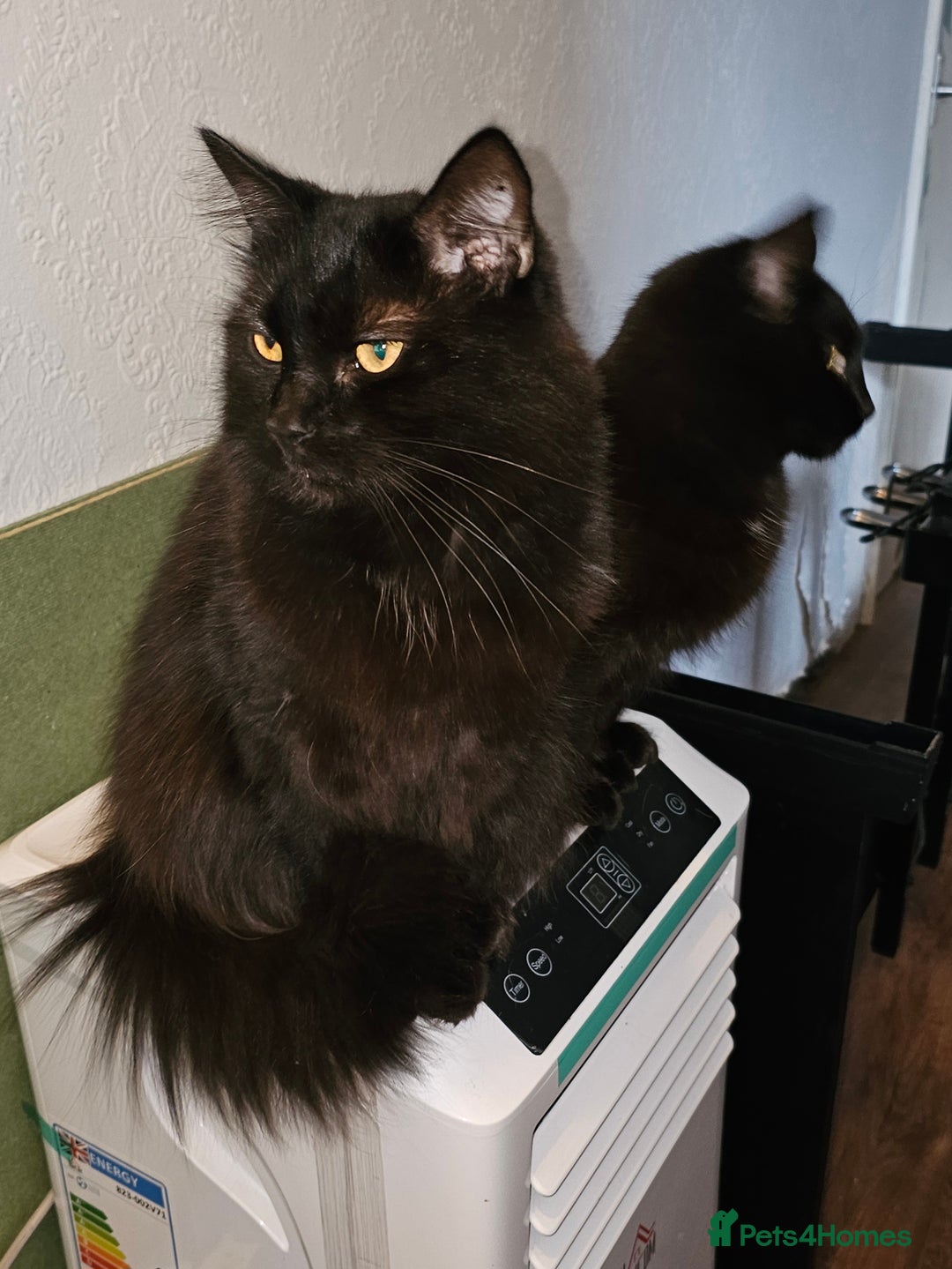 Norwegian Forest Cat cats for sale: Norwegian forests cats - Advert 2