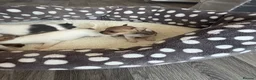 Chihuahua dogs for sale: 4 weeks  - Advert 10