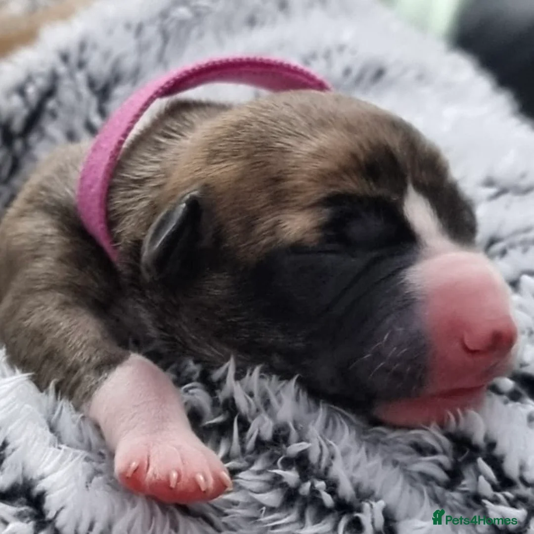 Whippet dogs for sale: Six Stunning Whippet Puppies in Mansfield - Advert 12