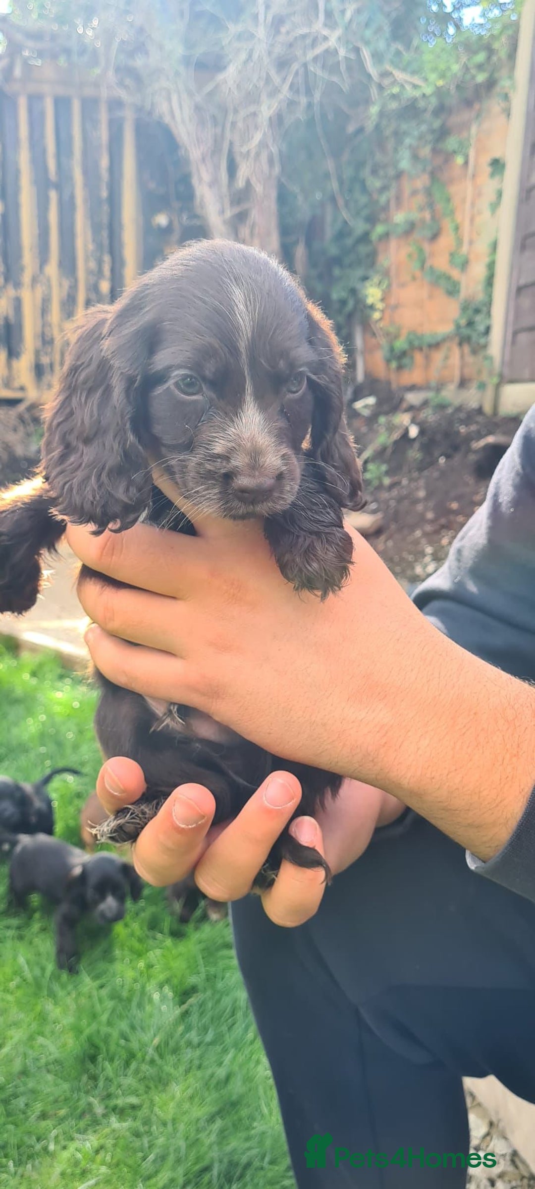 Cocker Spaniel dogs for sale: Show cocker spaniels  - Image 18