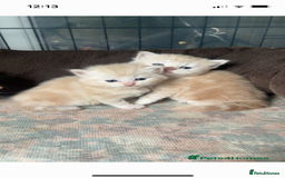 Mixed Breed cats for sale: British longhair cross kittens  - Image 16