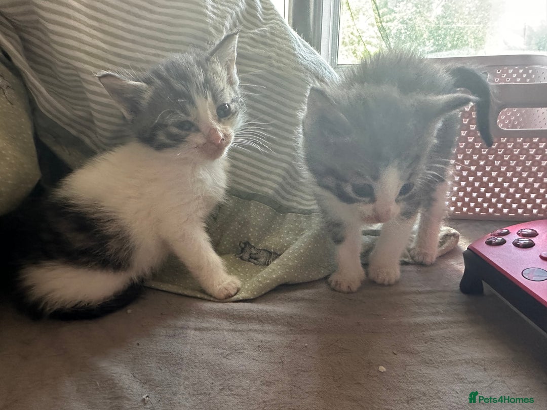 Mixed Breed cats for sale: Kittens for sale - Image 7