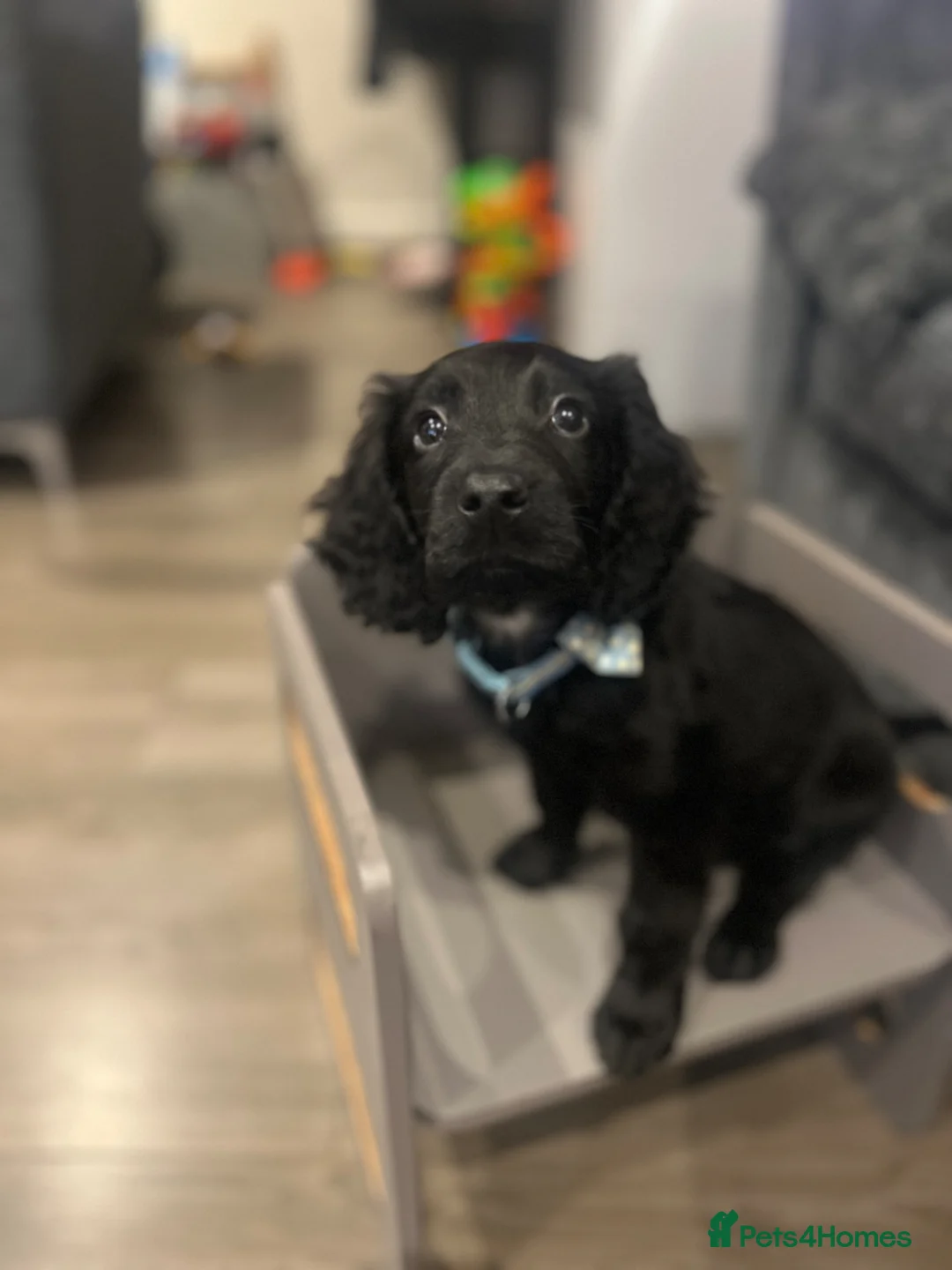 Cockapoo dogs for sale: Rehoming cockapoo puppy! - Advert 1