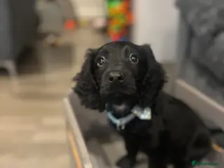 Cockapoo dogs Rehoming cockapoo puppy! - Advert 2