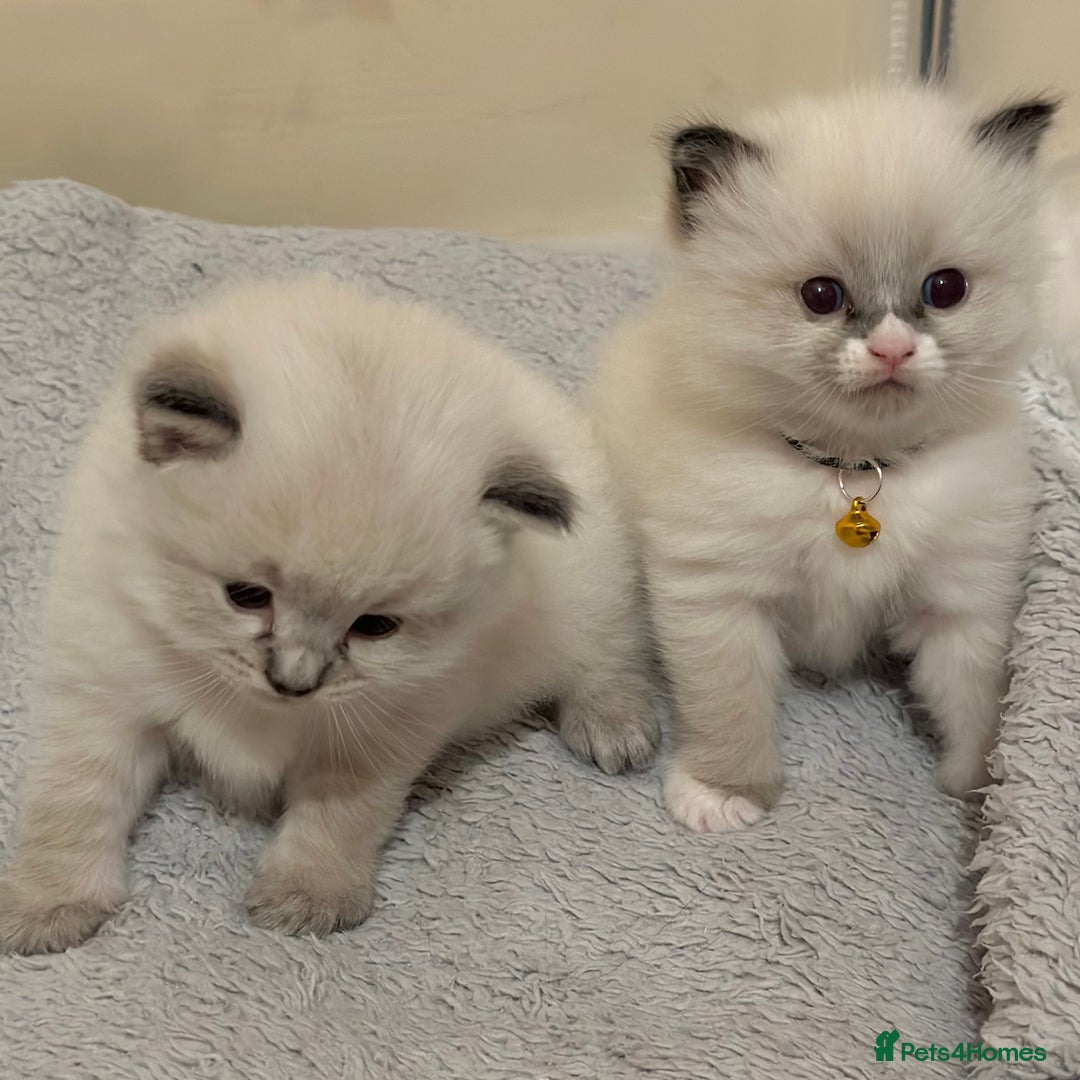 Ragdoll cats for sale: Fluffy, Gentle, Cuddly, Affectionate Kittens - Image 4