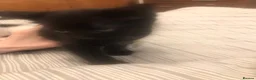 Mixed Breed cats for sale: 4 kittens for sale  in Elgin - Advert 8
