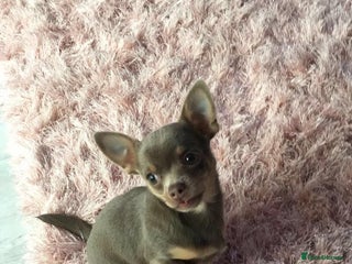 Chihuahua dogs in Rhyl - Advert 6