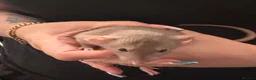 Rat rodents for sale: Baby Dumbo rats 6 x Boys 9 x Girls  - Advert 17