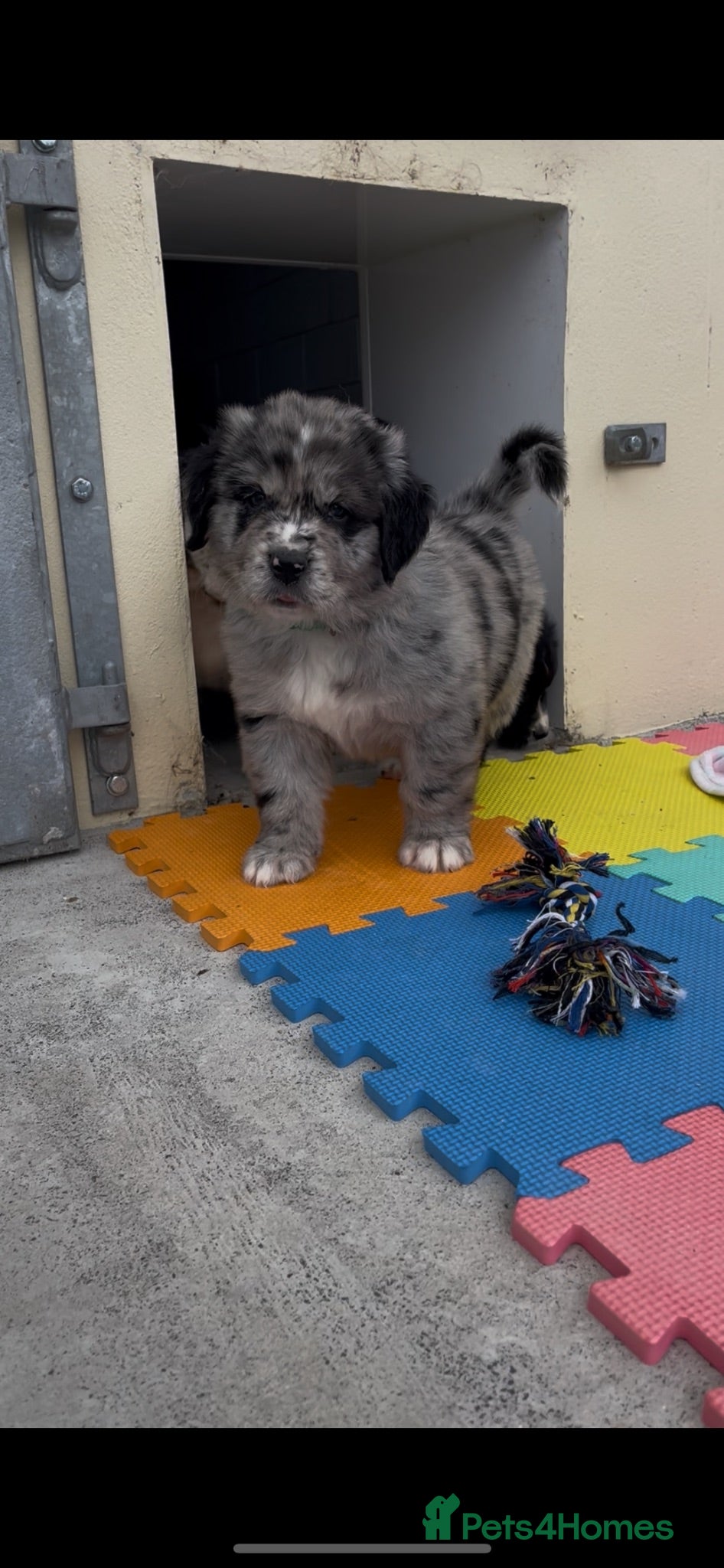Mixed Breed dogs Golden Retriever x Australian Shepherd Puppies - Advert 2