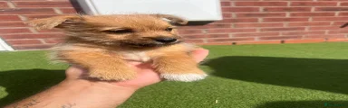 Mixed Breed 2