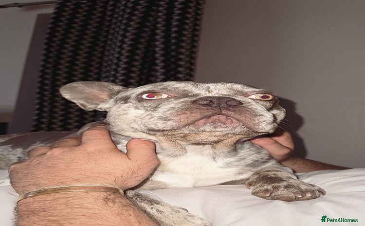 French Bulldog dogs - Advert 8