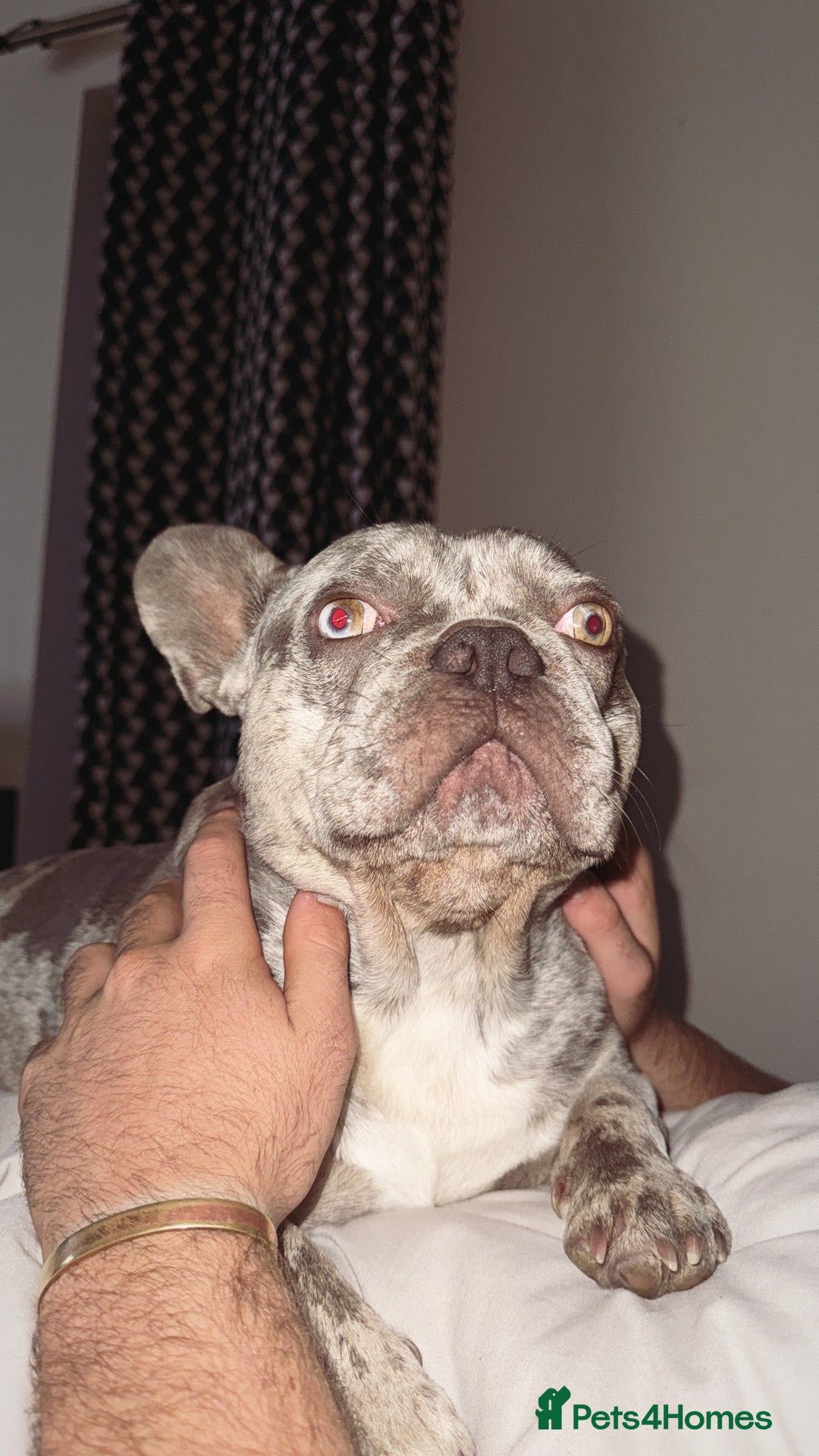 French Bulldog dogs for stud: Buster  - Image 1
