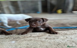 Patterdale Terrier dogs for sale: Patterdale terriers  - Image 3