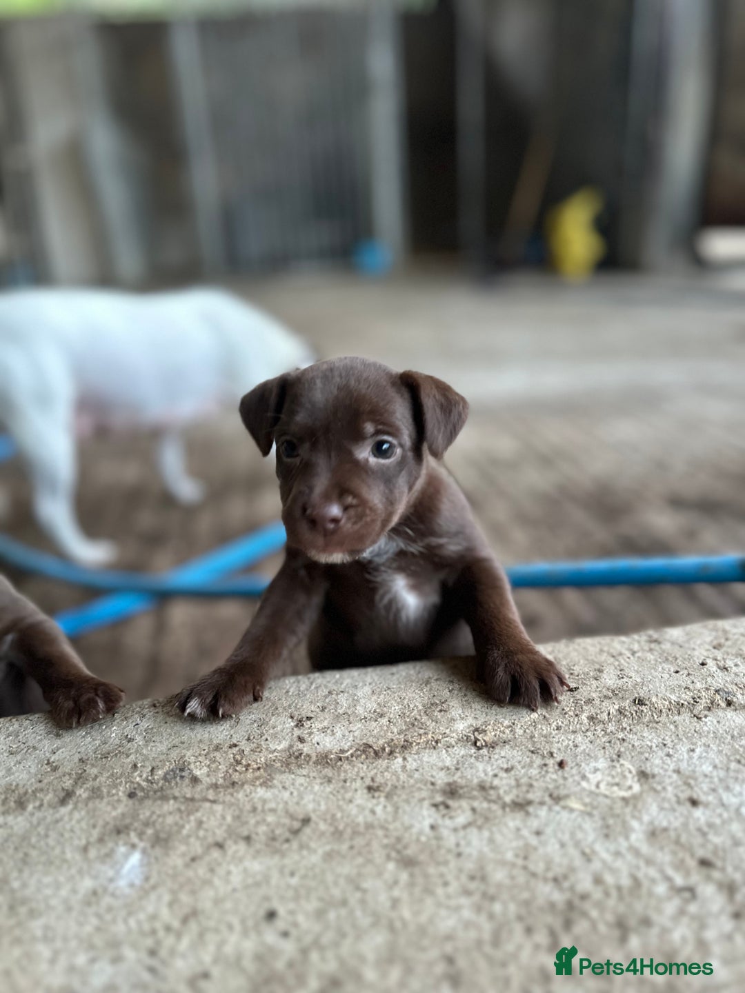 Patterdale Terrier dogs for sale: Patterdale terriers  - Image 3