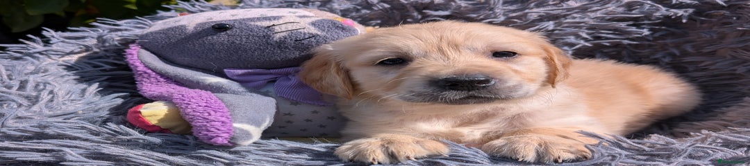 Golden Retriever Puppy 4 "Bourban Jaffa Cake"