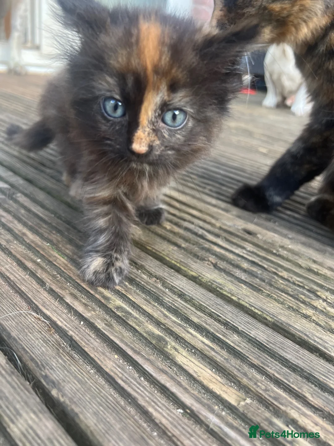 Mixed Breed cats for sale: Mixed Exotic Kittens - Advert 9