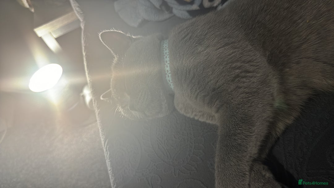 British Shorthair cats for sale: British shorthair  - Advert 2