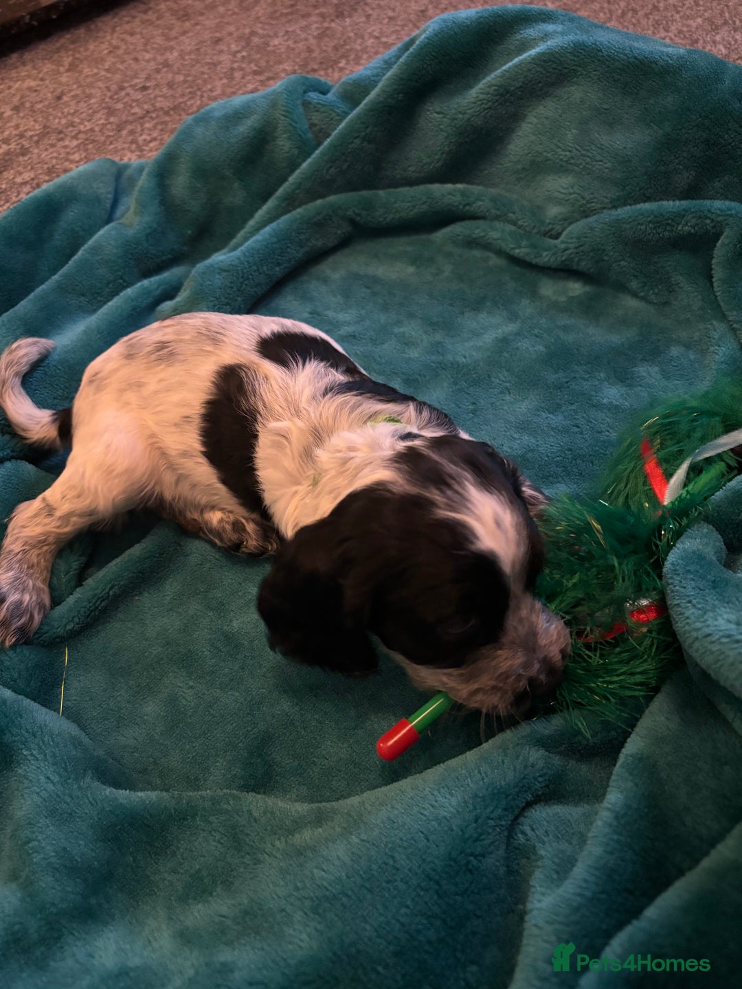 Cocker Spaniel dogs for sale: Georgous blue roan cocker spaniels - Image 31