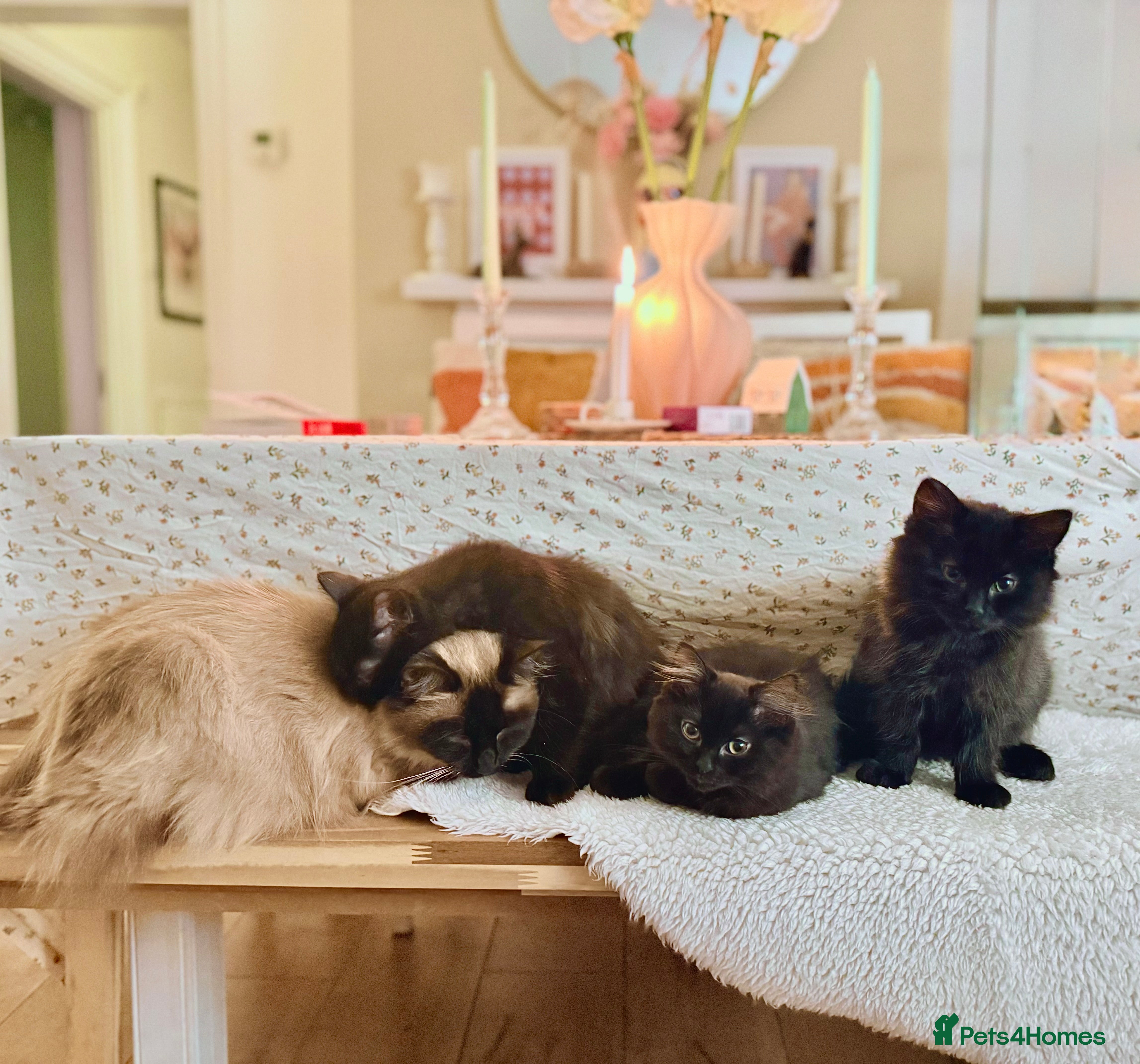 Ragdoll cats Adorable Ragdoll/ Maine Coon Mix for Forever Homes - Advert 1