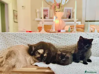 Ragdoll cats Adorable Ragdoll/ Maine Coon Mix for Forever Homes - Advert 1