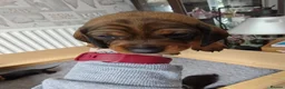 Dachshund dogs for sale: Dachshund Puppies in Redditch - Advert 8