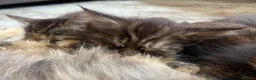 Maine Coon cats for sale: 5 Beautiful half Maine coon kittens  in Aldershot - Advert 11