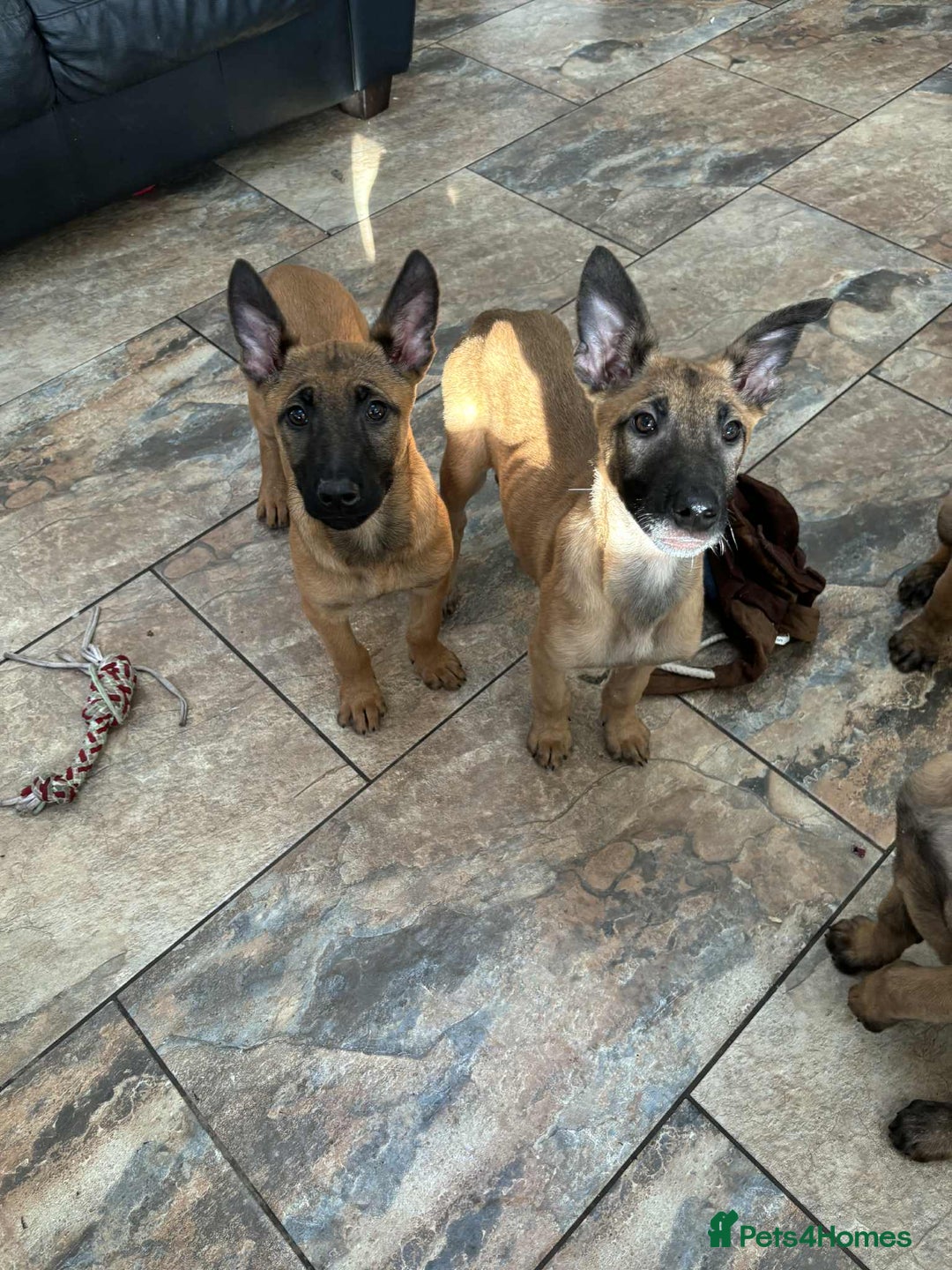 Belgian Shepherd Dog dogs for sale: Belgian malinois  - Image 4