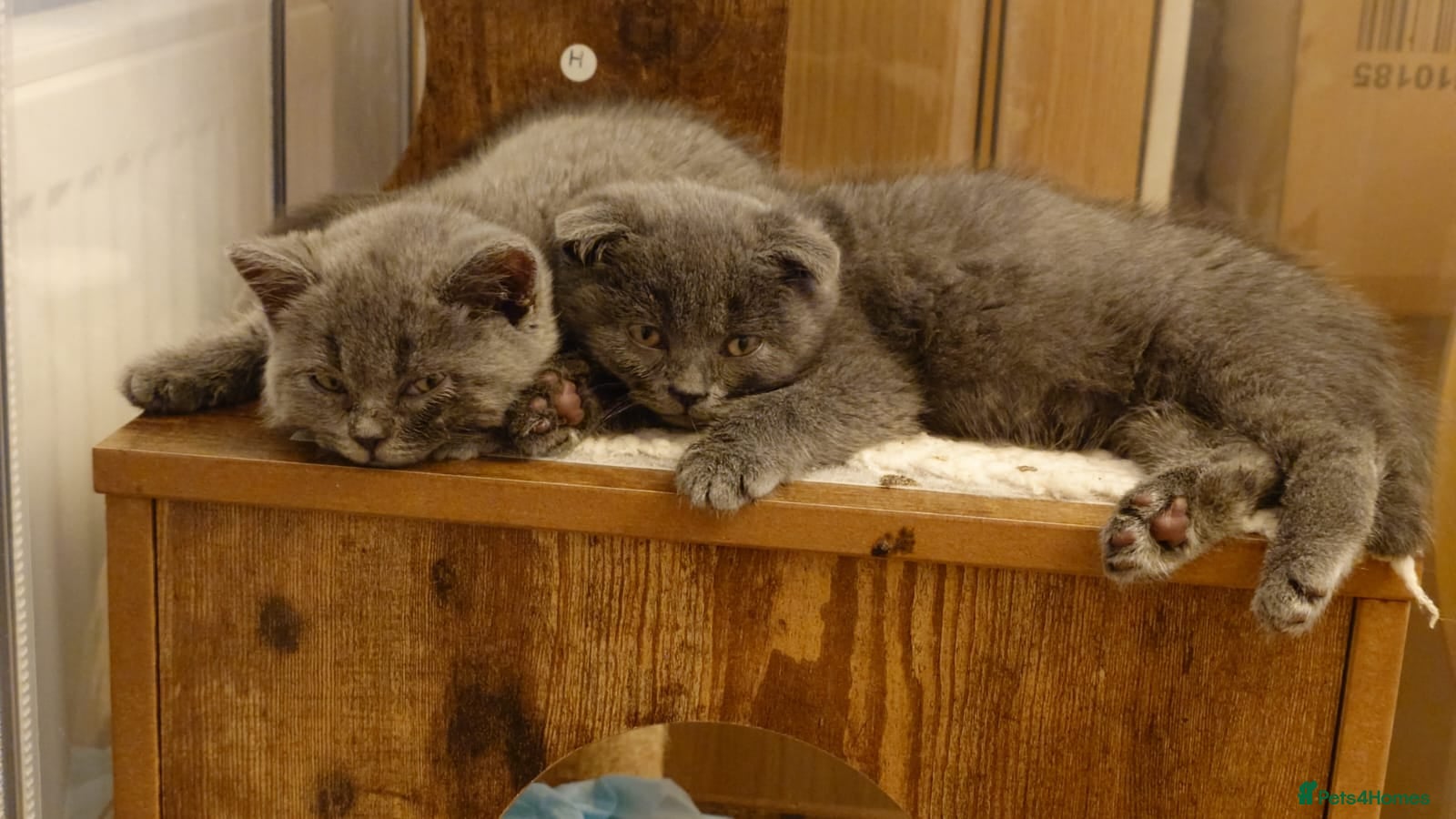 British Shorthair cats Cute babies!😸 - Advert 2
