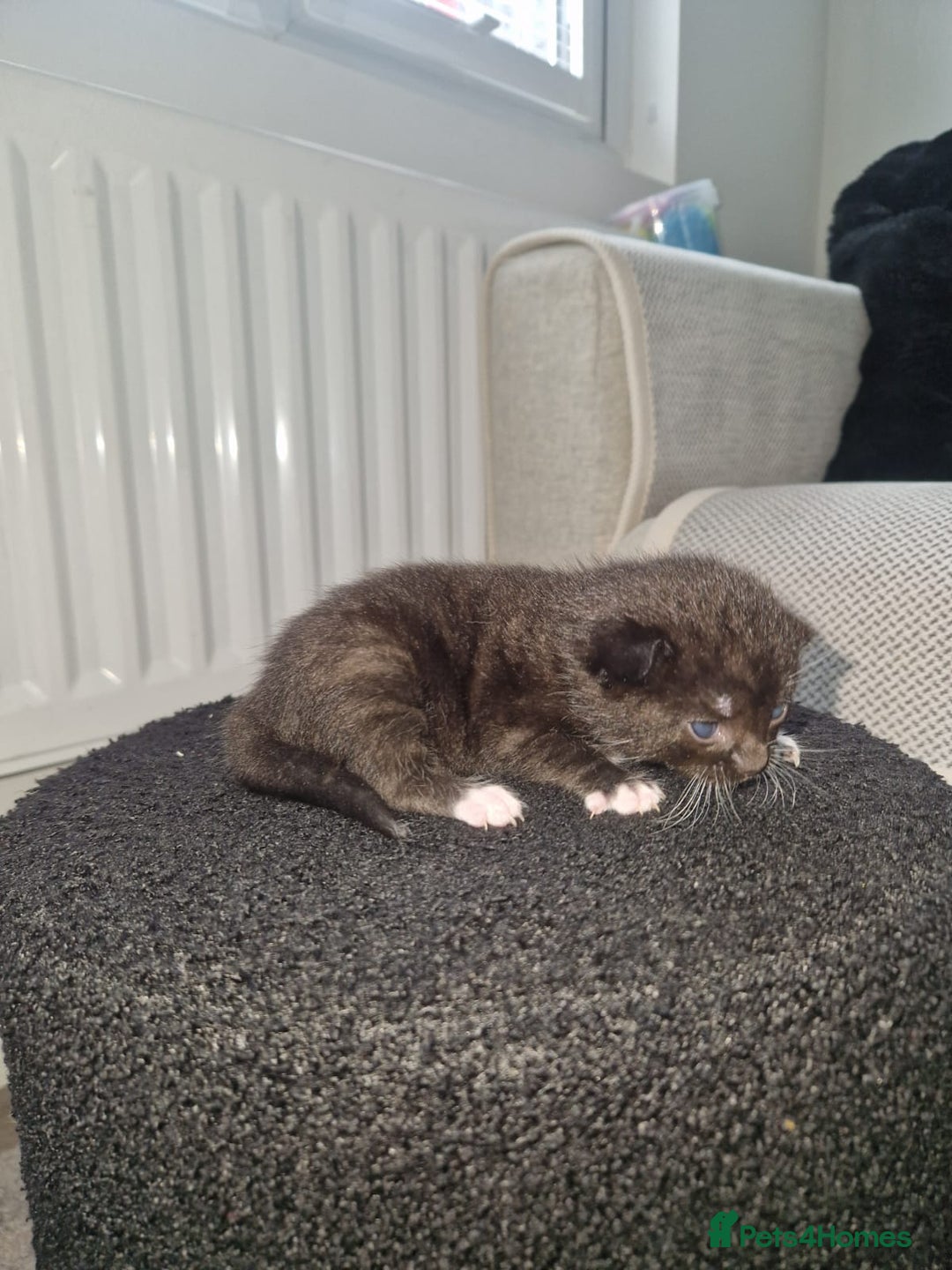 Mixed Breed cats for sale: 4 little kittens  - Image 3
