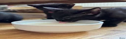 Oriental cats for sale: Oriental Kittens for sale (9 available) - Advert 7