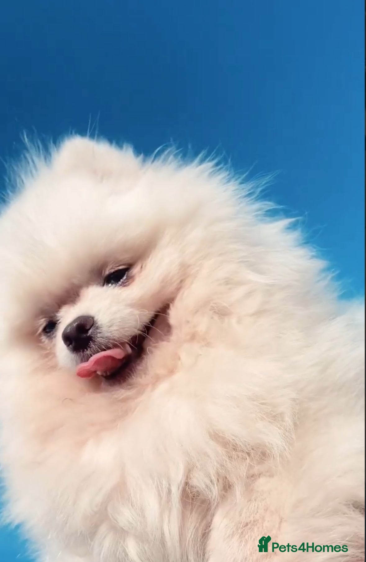 Pomeranian dogs Girl and boy Pomeranian in Liverpool - Advert 1