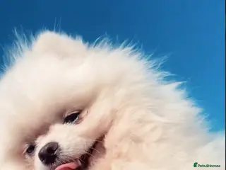 Pomeranian dogs Girl and boy Pomeranian in Liverpool - Advert 1