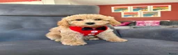 Cavapoo dogs for sale: Real life teddy bears  - Advert 6