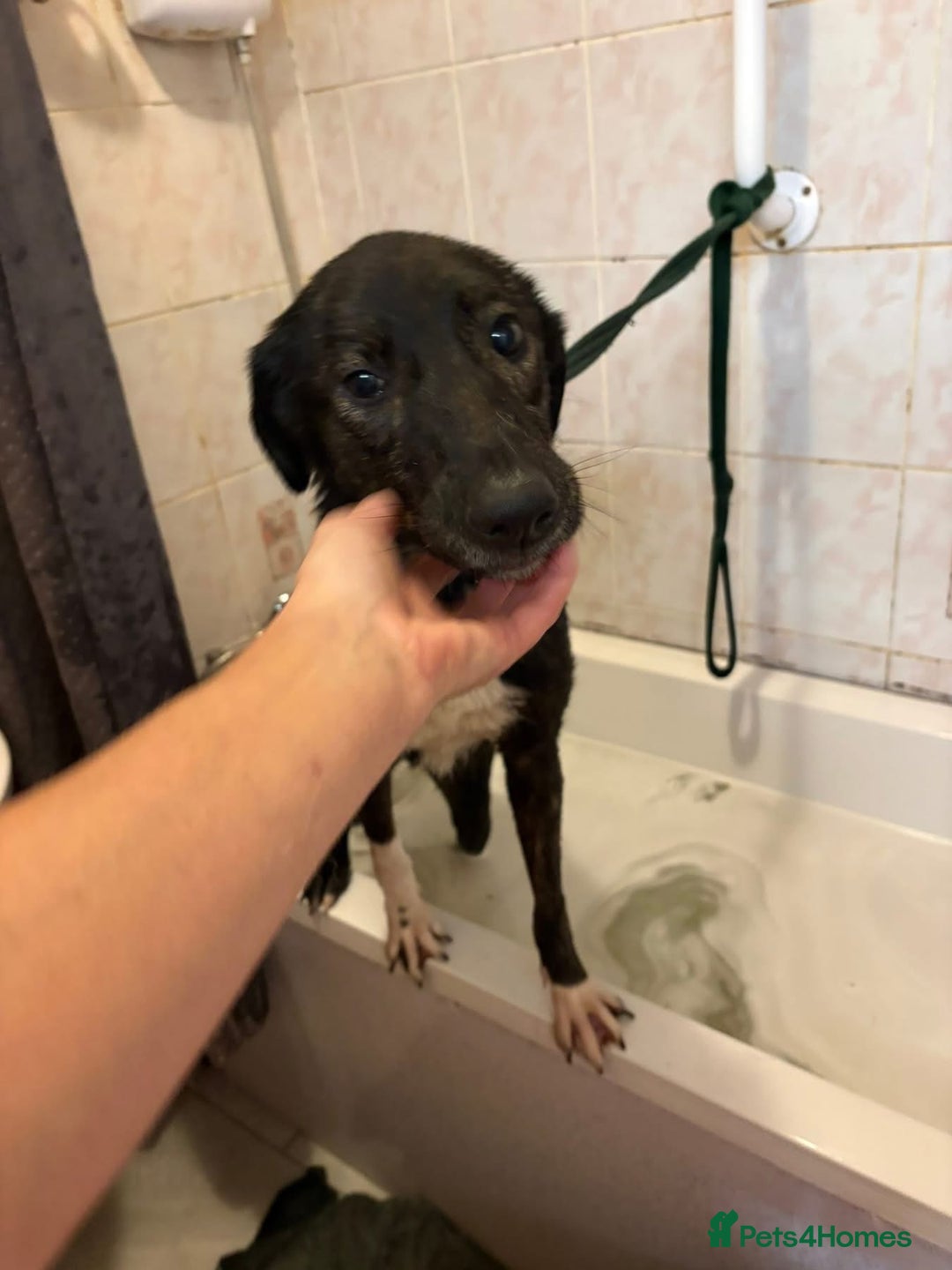 Mixed Breed dogs for adoption: Bonnie (Bokri) Norwich Norfolk  - Advert 11