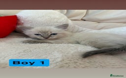 Ragdoll cats for sale: Stunning litter of ragdoll kittens  - Advert 18