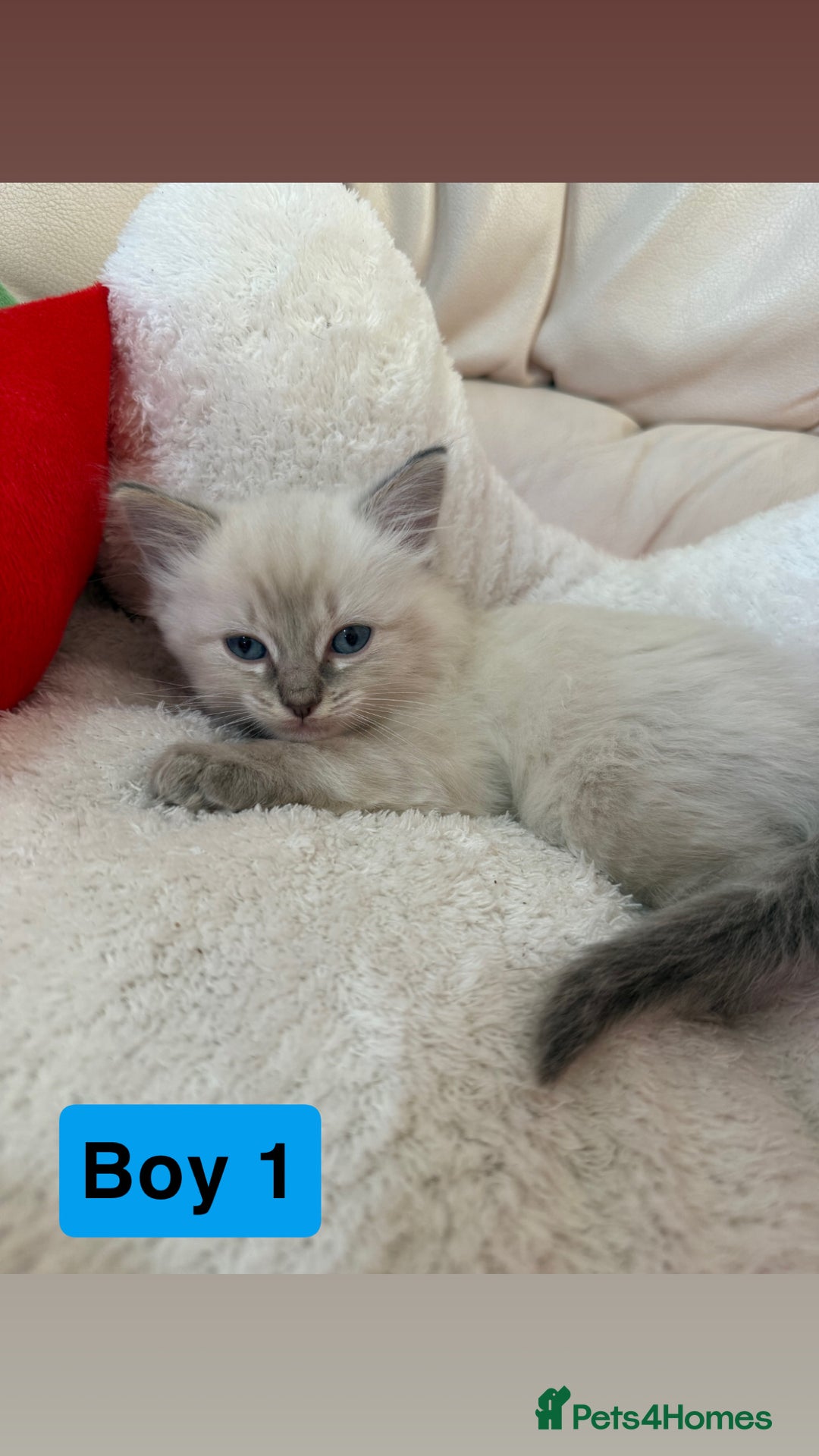 Ragdoll cats for sale: Stunning litter of ragdoll kittens  - Advert 18