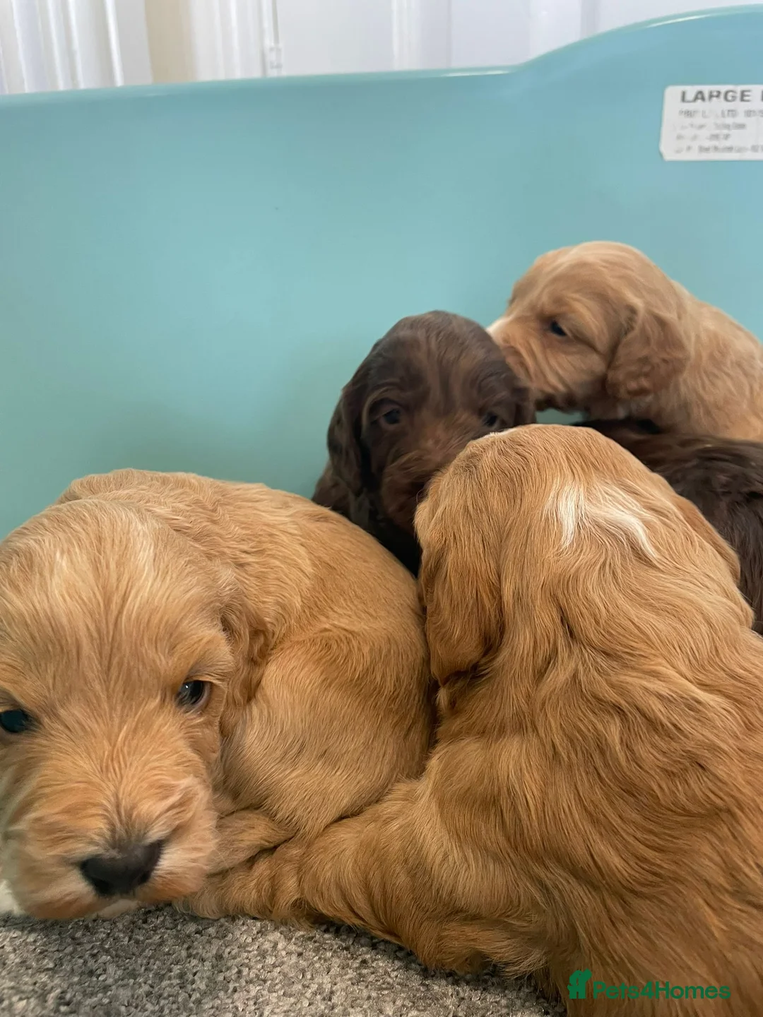 Cockapoo dogs for sale: F1 cockapoo p,a,r clear - Advert 2