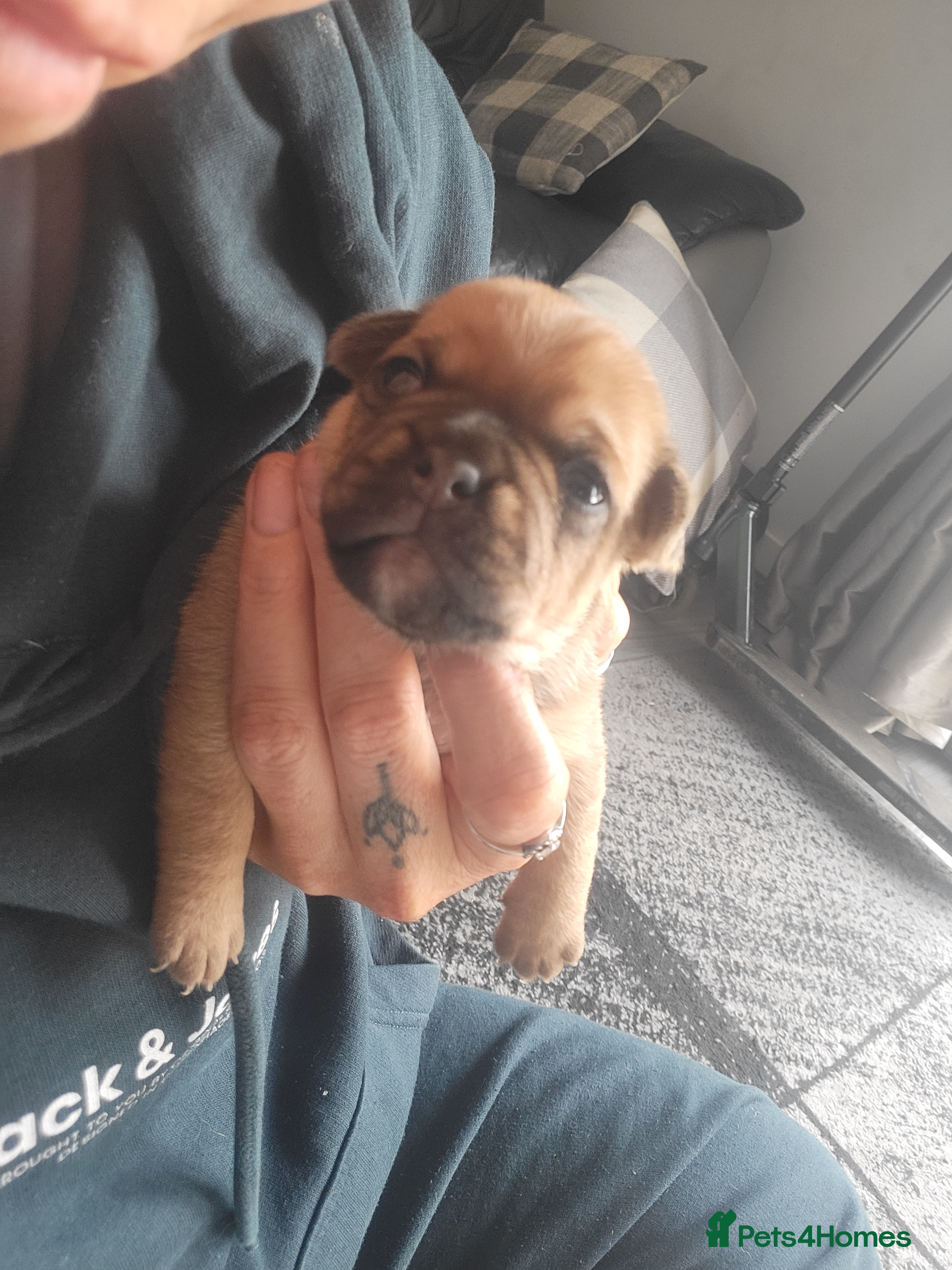 Frug dogs 7 beautiful frug puppies  - Advert 3