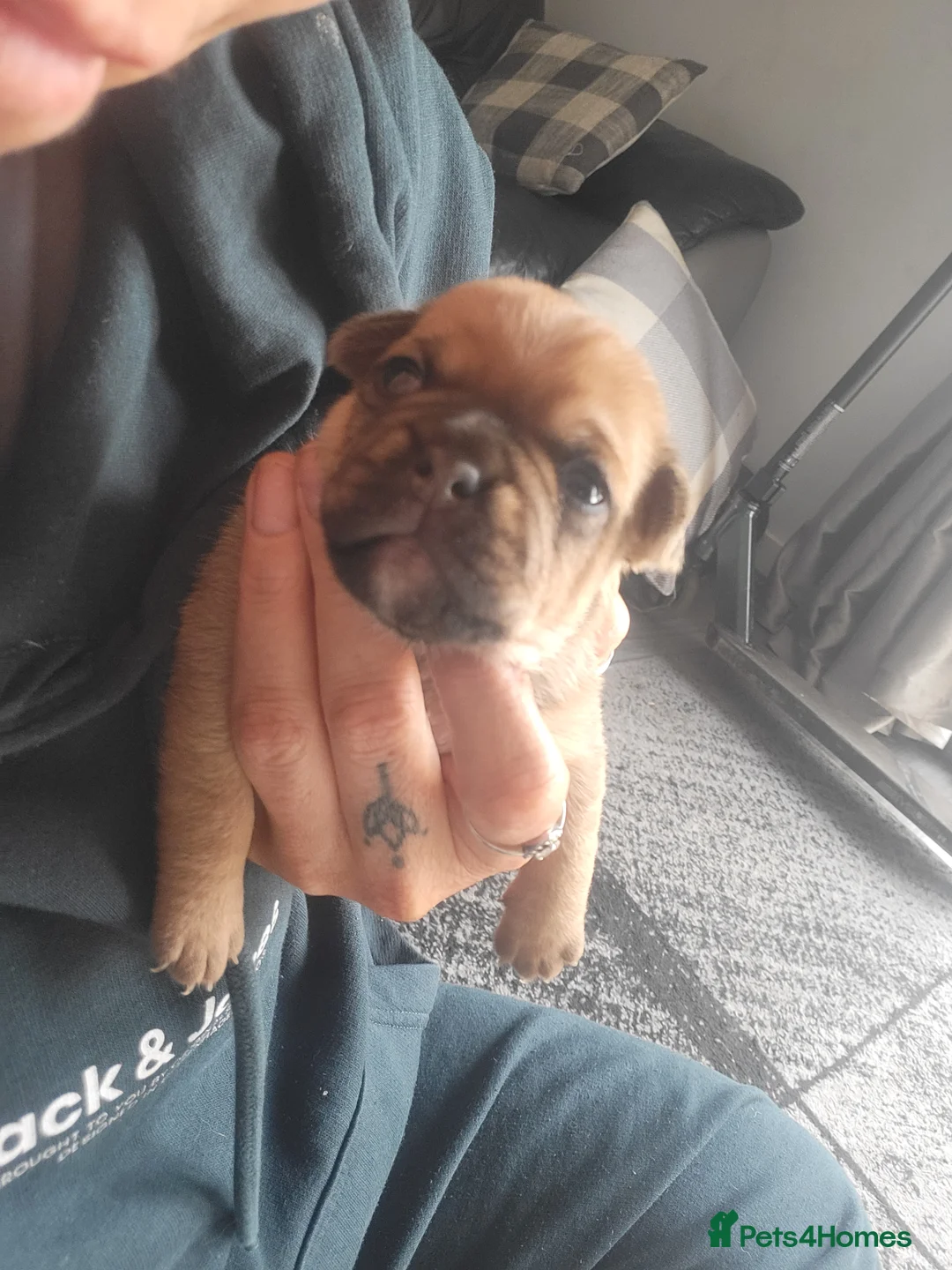 Frug dogs for sale: 7 beautiful frug puppies  - Advert 1