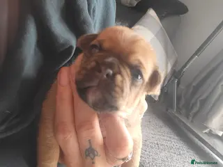 Frug dogs 7 beautiful frug puppies - Advert 3