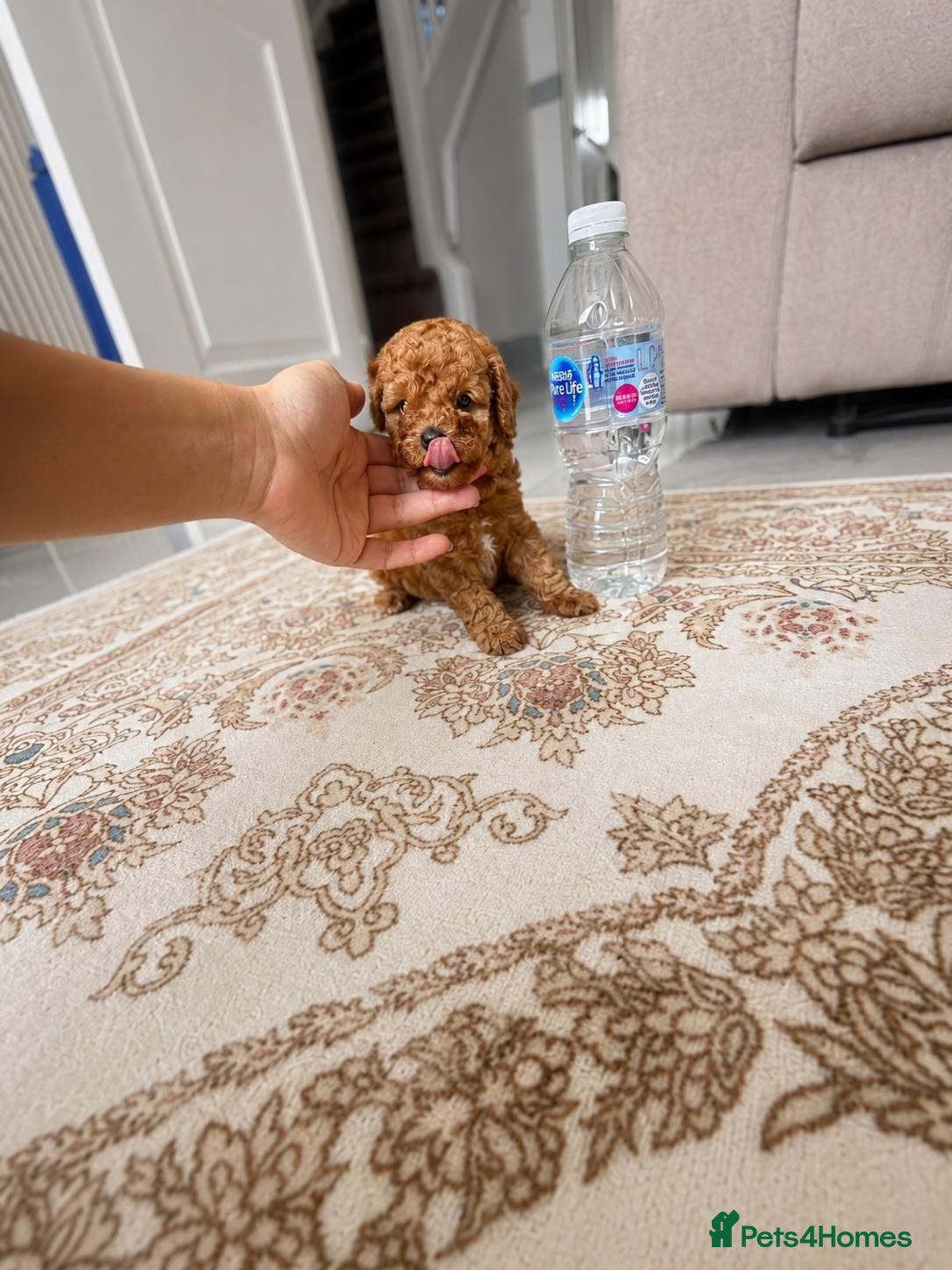 Maltipoo dogs Tiny Maltipoo × Asian Toy Poodle Puppies - Advert 4