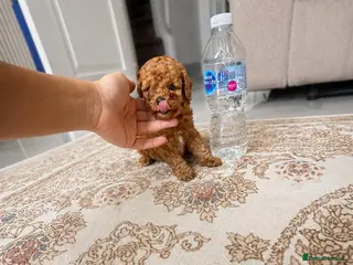 Maltipoo dogs Tiny Asian Maltipoo Puppies - Advert 3